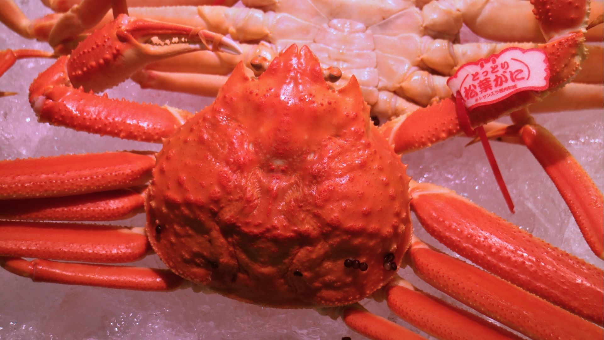 松葉ガニ